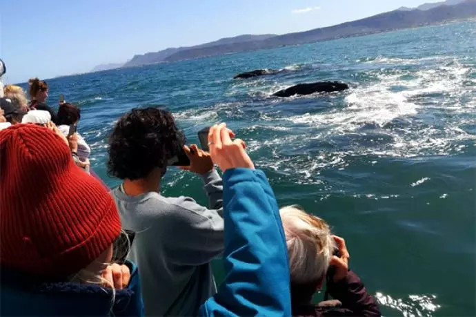 Whale Watching Tours