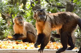 Bush Babies Monkey Sanctuary