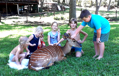 Animalia Learning Center