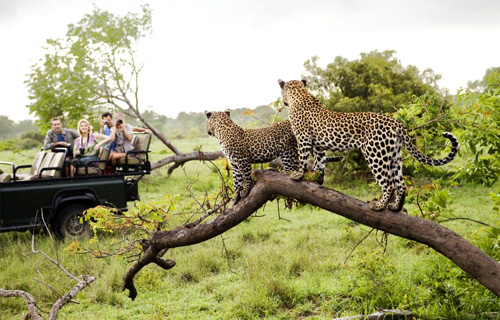 Southern Circle Tours and Safaris