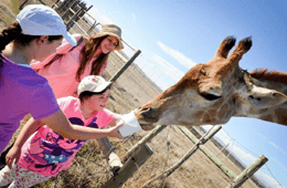 The Giraffe House Wildlife Awareness Centre
