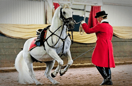 The South African Lipizzaners