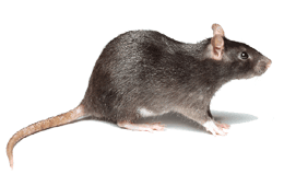 Pest Invasion Control Pretoria