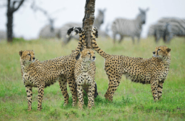 Daniell Cheetah Project