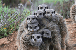 Five Shy Meerkats