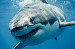 SharkLady Adventures