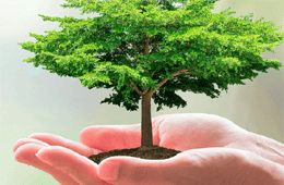 Arbor Care Tree Specialists