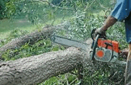 Mzansi Tree Felling
