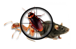 Dynamic Integrated Solutions