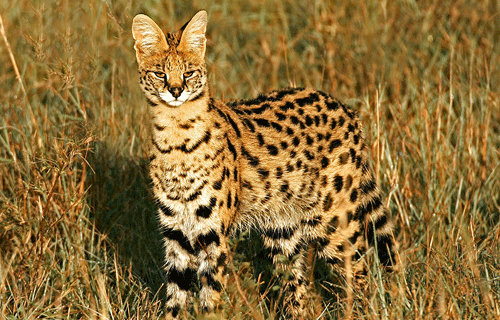 Cat Conservation Trust