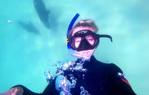 Plett Seal Adventures