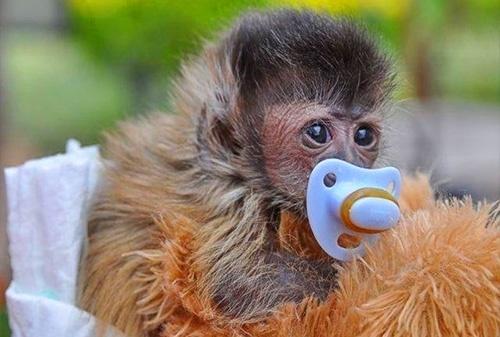 Mystic Monkeys & Feathers Wildlife Park