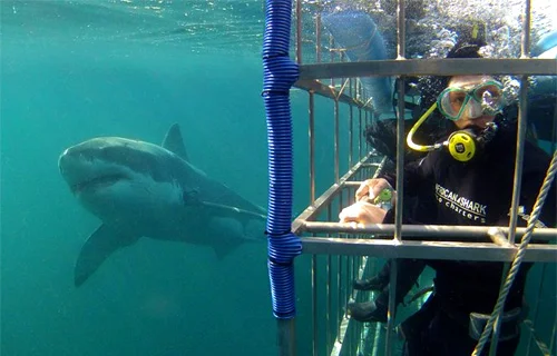 African Shark Eco-Charters