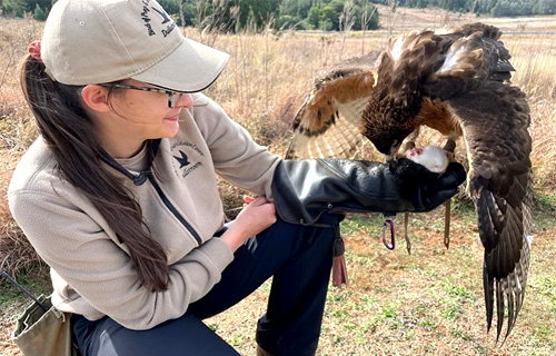 Dullstroom Bird of Prey and Rehabilitation Centre