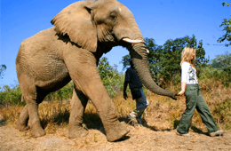 Elephant Sanctuary Hartbeespoort