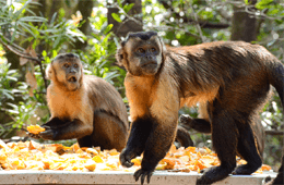 Bush Babies Monkey Sanctuary