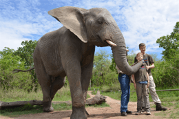 Elephant Sanctuary Hazyview