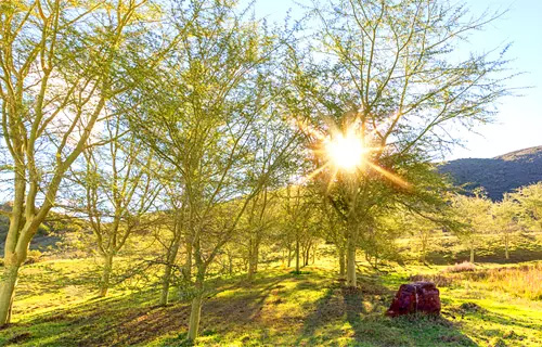 Instant Trees Nursery