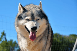 HuskyRomi Wolf Sanctuary