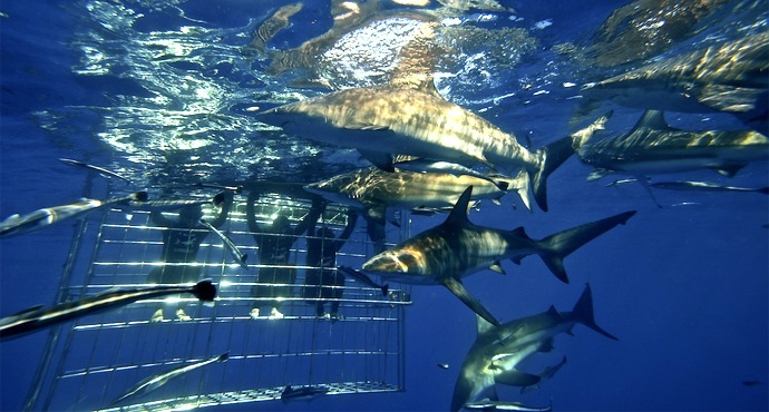 Shark Cage Diving KZN Prize