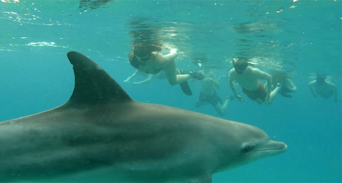 Dolphin Encounter Tours