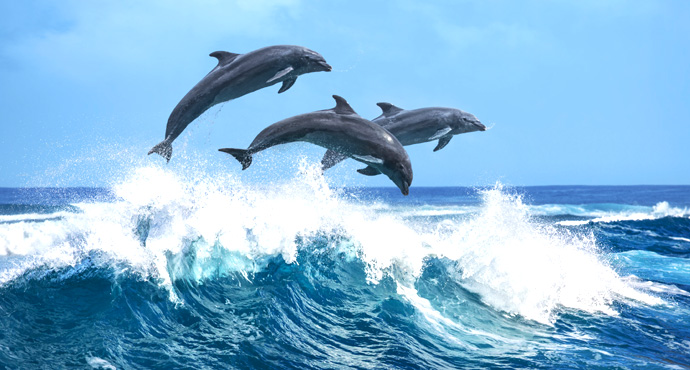 Dolphin Tours SA