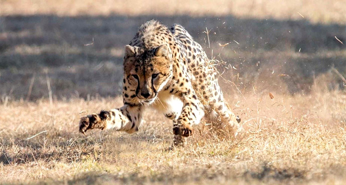 Cheetah Run Prize
