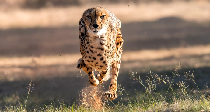 WIN a Cheetah run & guided tour of The Ann Van Dyk Cheetah Centre for 2 guests