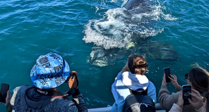 WIN a Whale Cruise for 2 with Hermanus Whale Cruises
